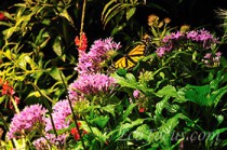 Roanoke museums enjoy a rebirth